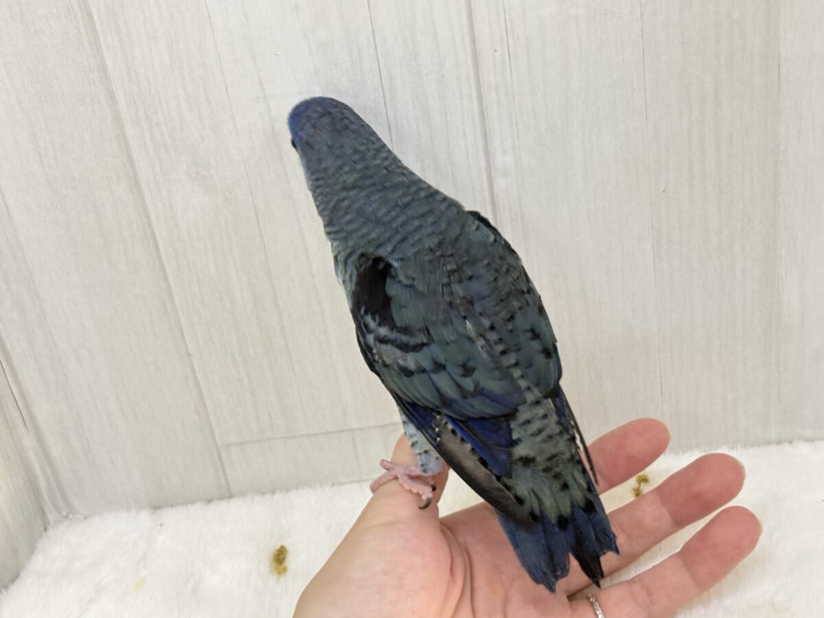 サザナミインコ