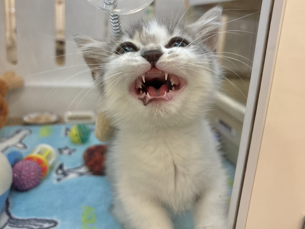 マンチカン