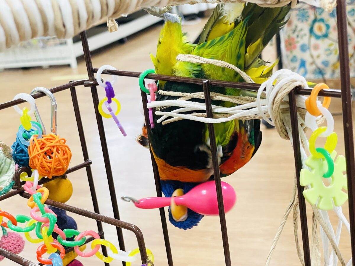 【最新画像】陽気にダンシング🎶✨️💕ゴシキセイガイインコちゃん❣️ ゴシキセイガイインコ
