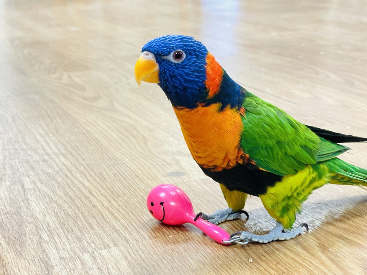 【最新画像】陽気にダンシング🎶✨️💕ゴシキセイガイインコちゃん❣️ ゴシキセイガイインコ