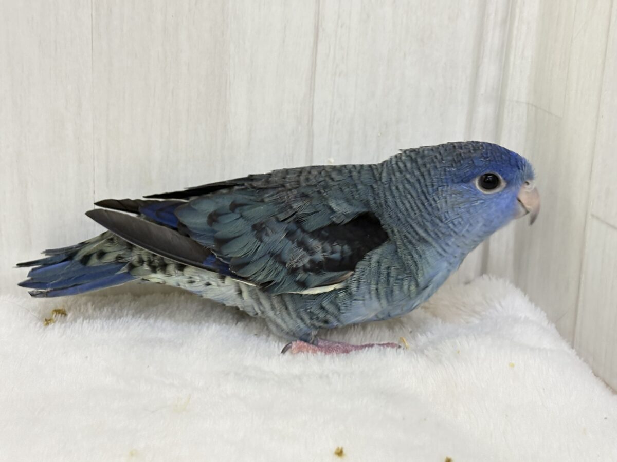 サザナミインコ