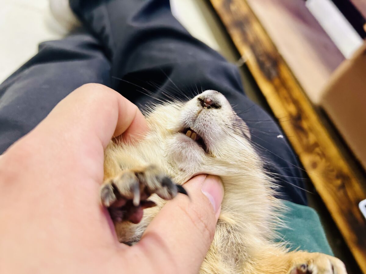 プレーリードッグ