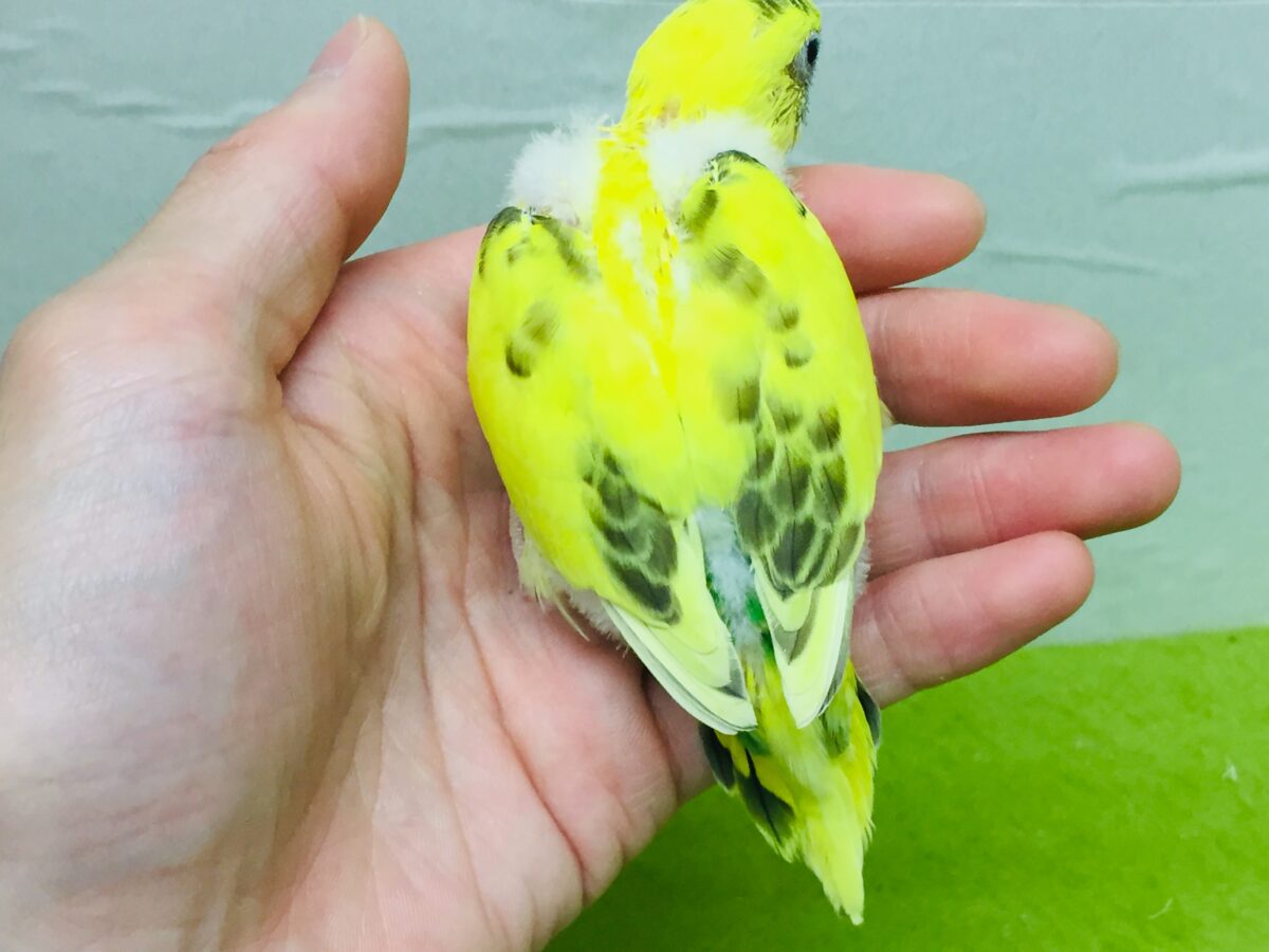 セキセイインコ
