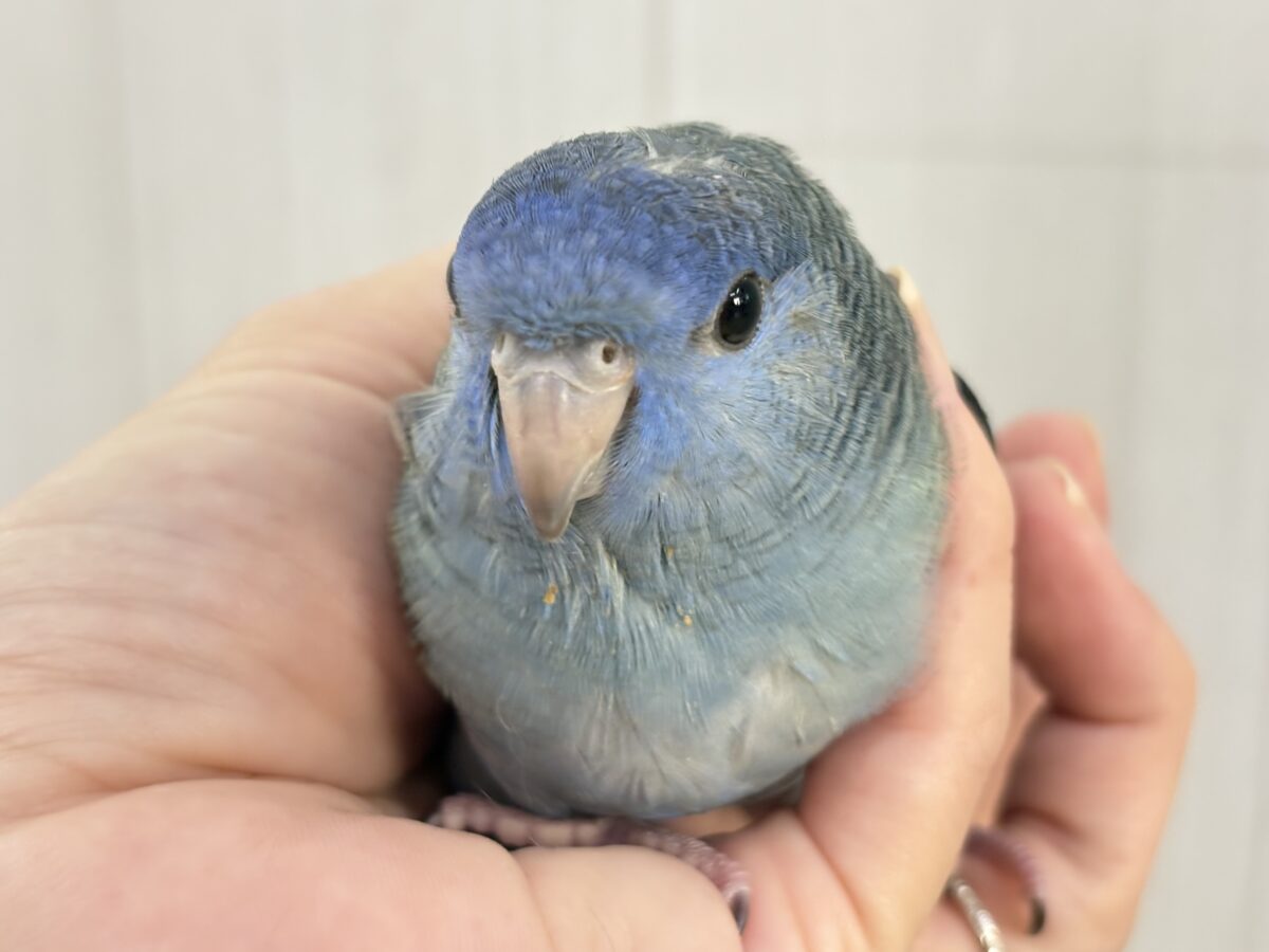 サザナミインコ