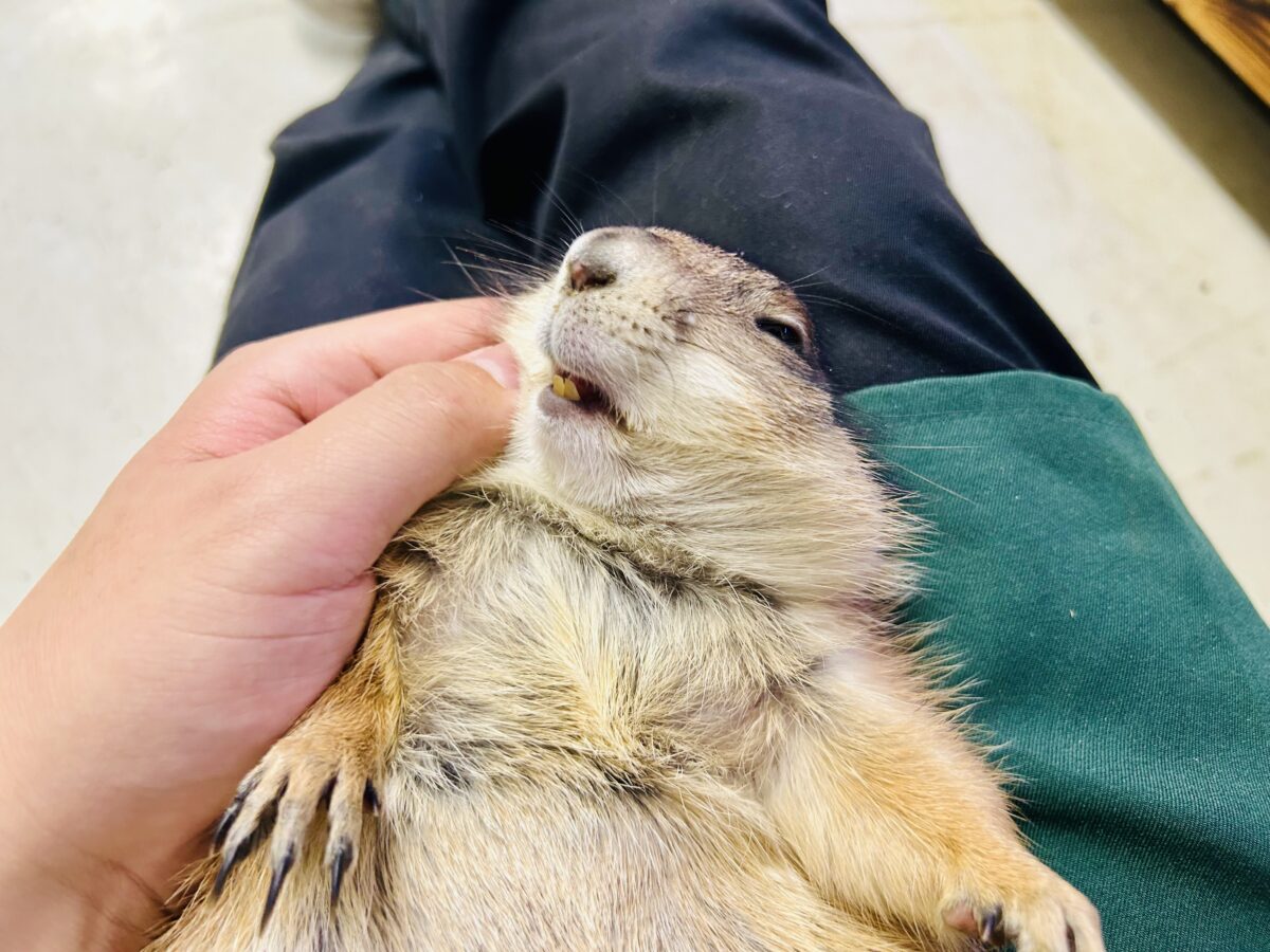 ✨最新画像✨激アマの坂本❕背伸びでキュイー‼️‪🫶　プレリードック