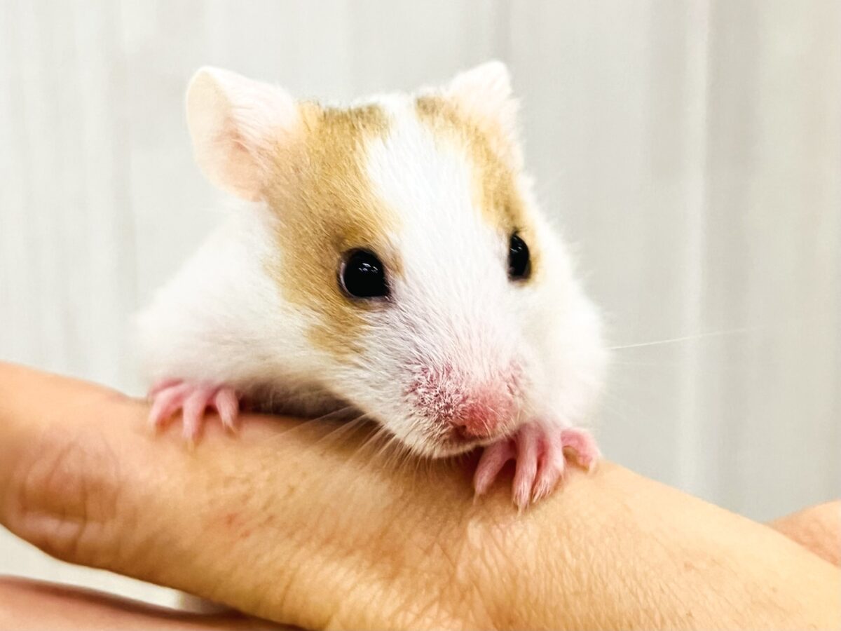 すっきり〜なドミノ君!レアカラーなんだよ🌟ゴールデンハムスター🐹