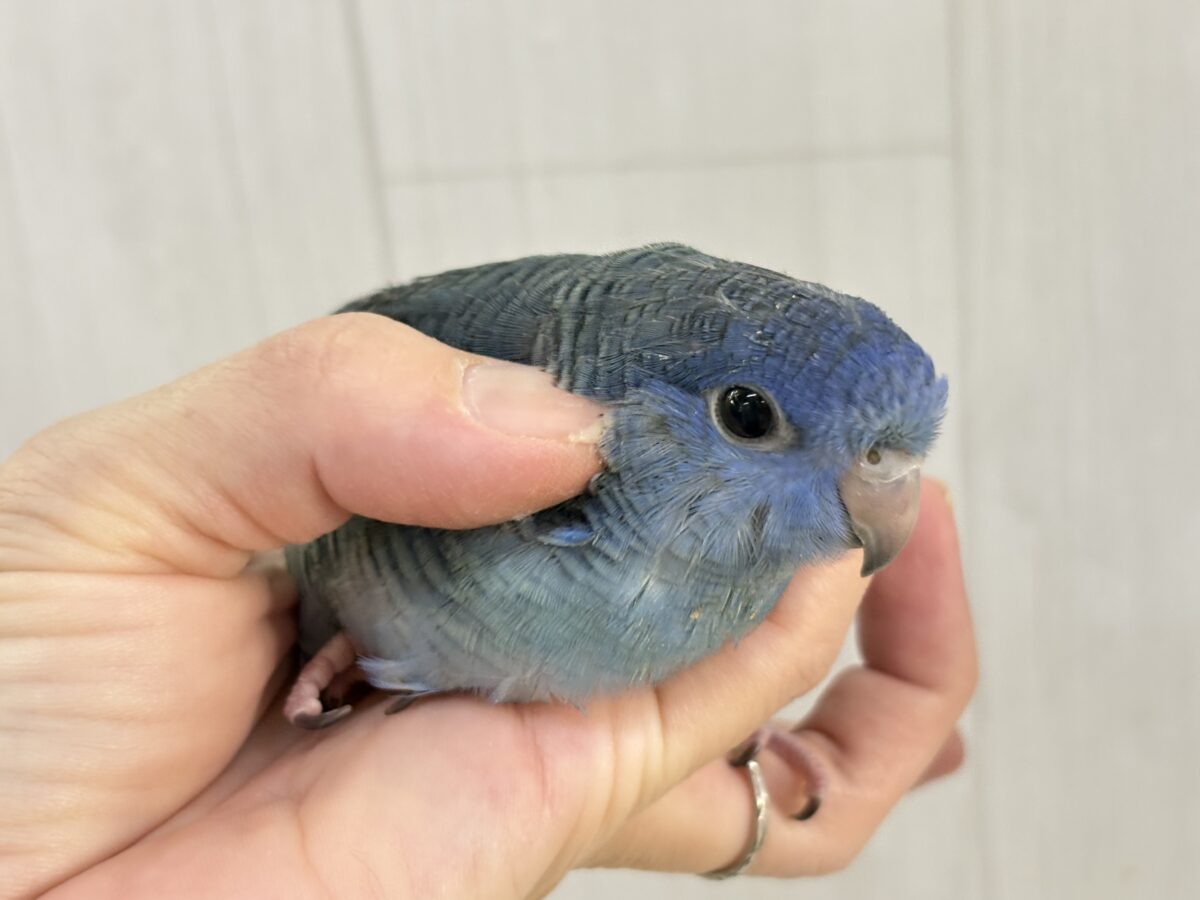 サザナミインコ