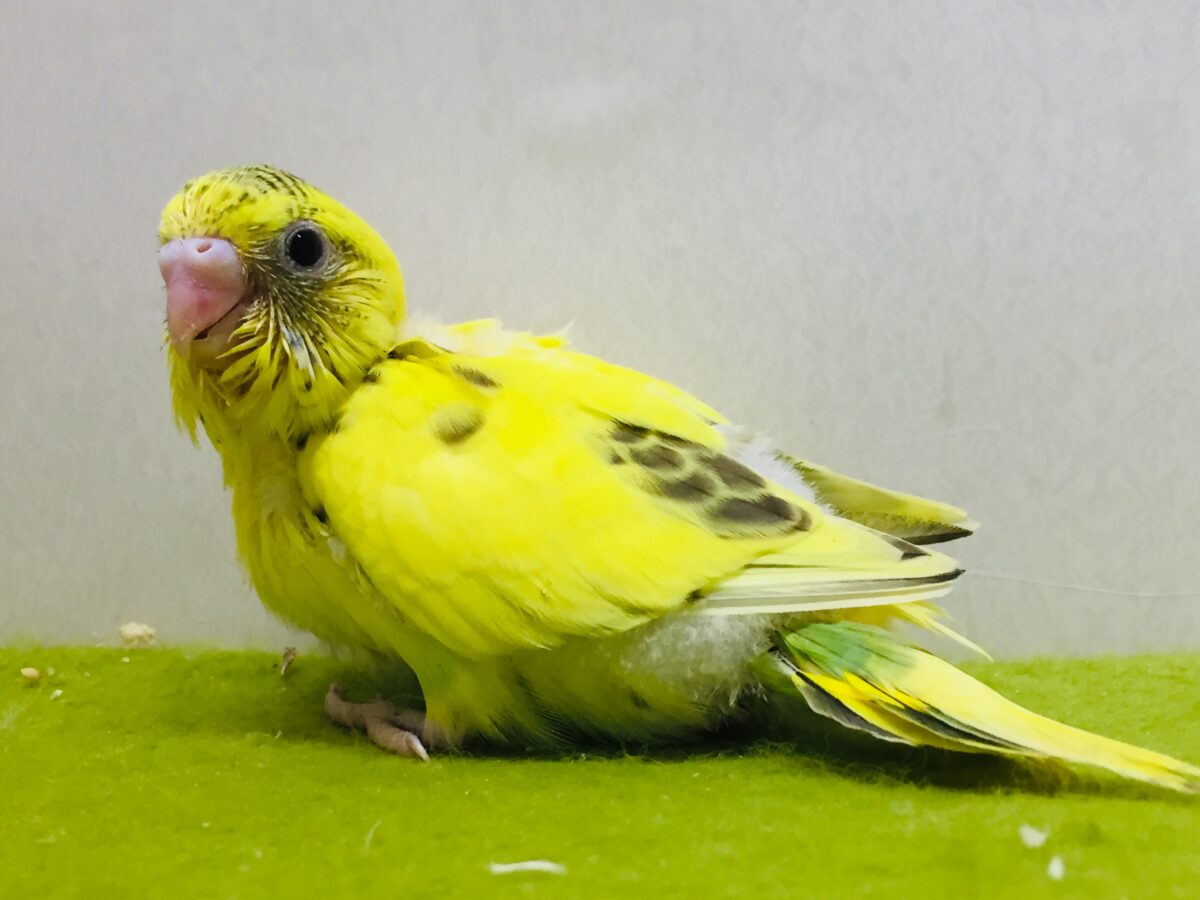 黄色×黒色⚡⚡　ハルクインカラーのセキセイちゃんがやってきましたー🌟🌟　セキセイインコ