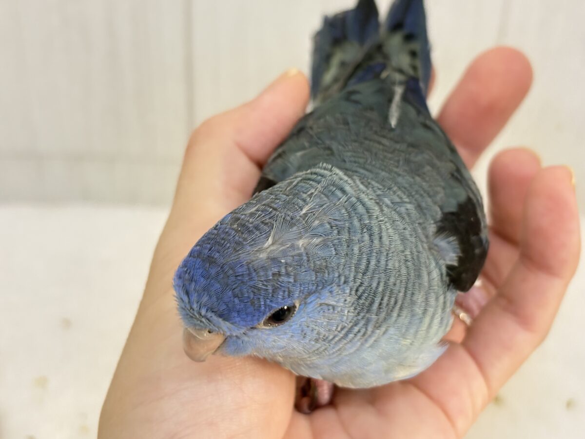 サザナミインコ