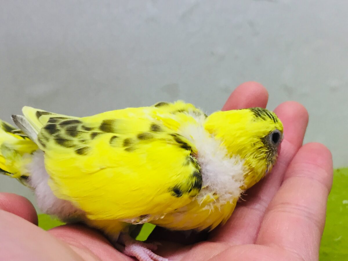 セキセイインコ