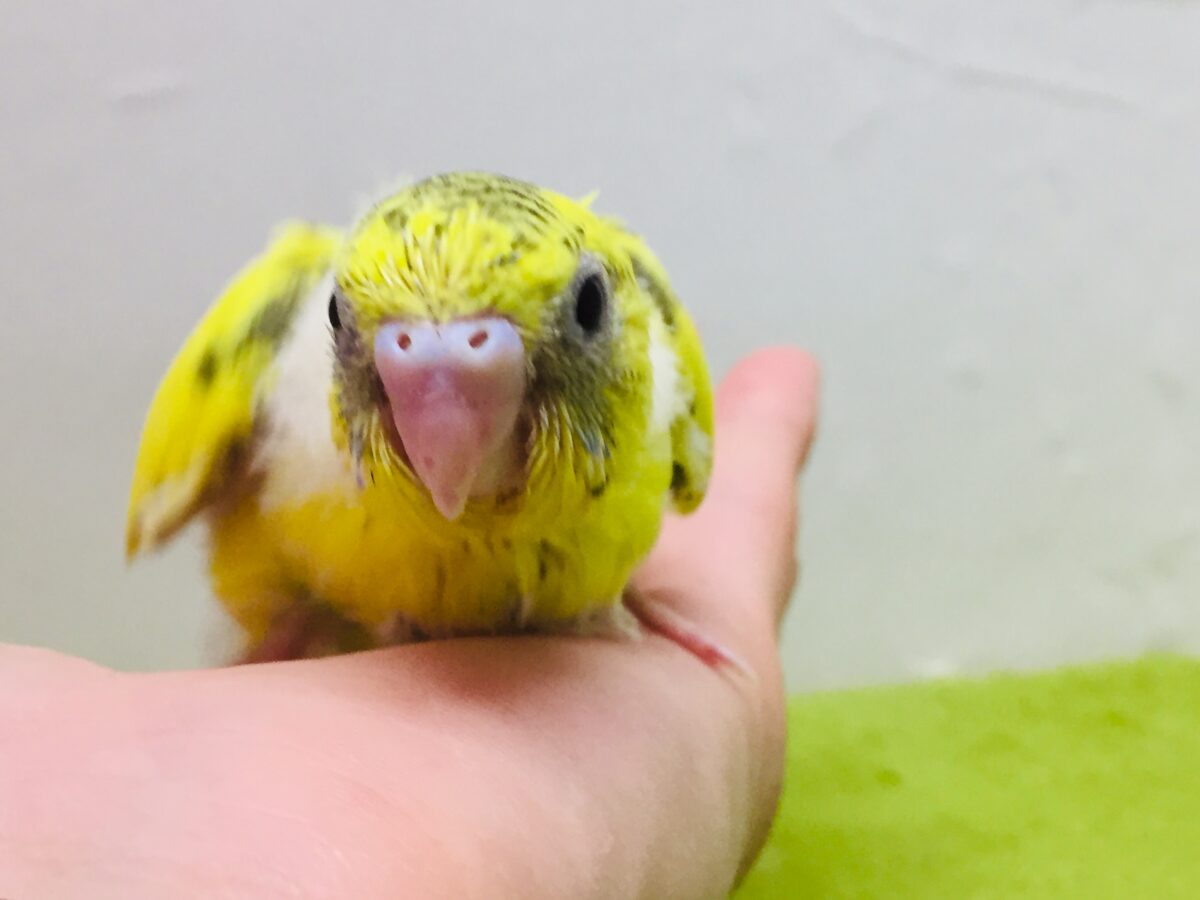 セキセイインコ
