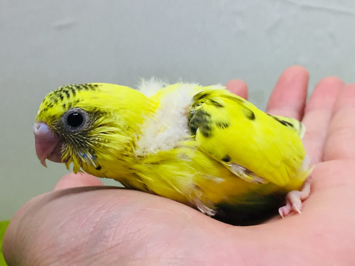 セキセイインコ