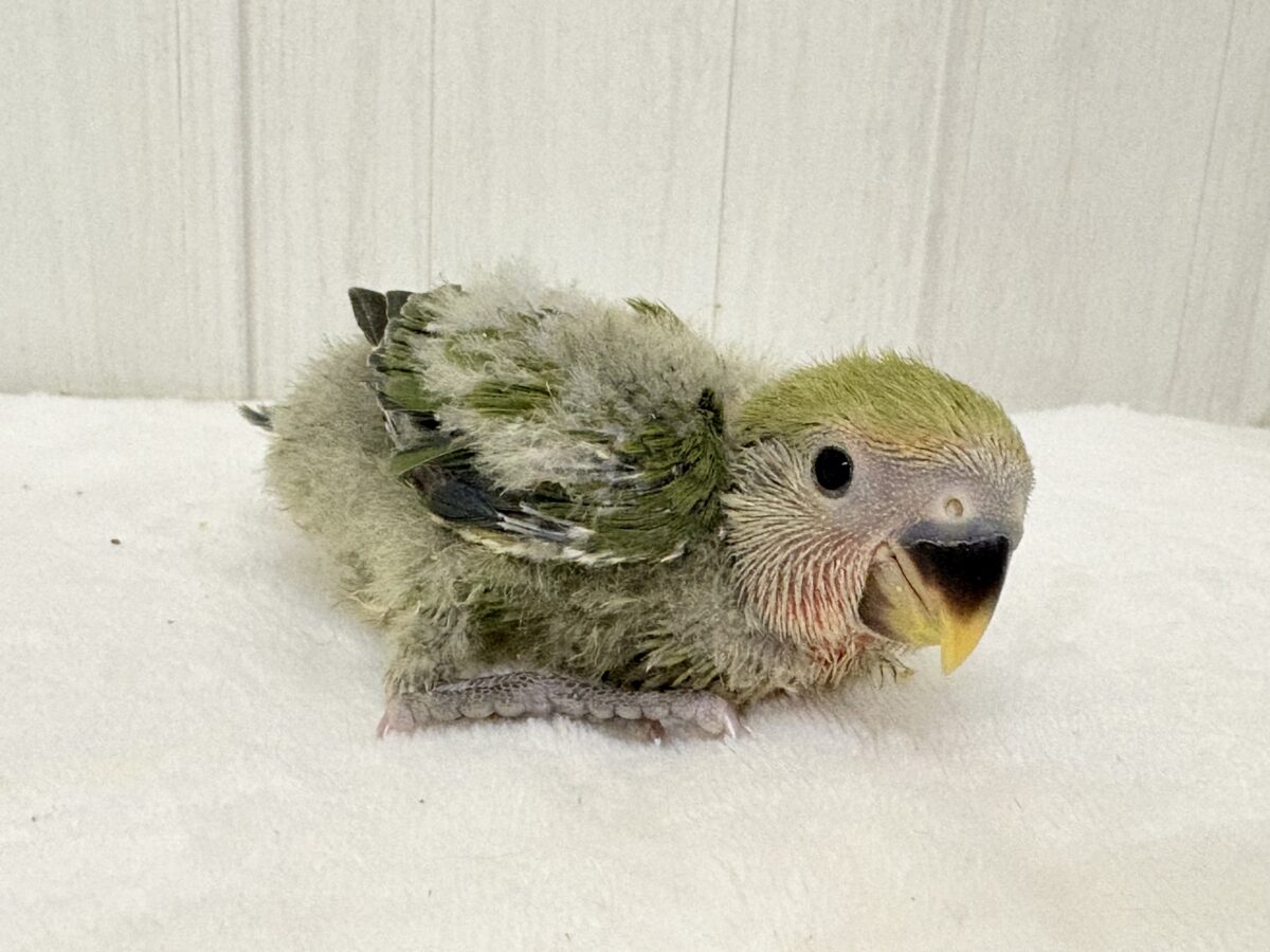 コザクラインコ（小桜インコ）