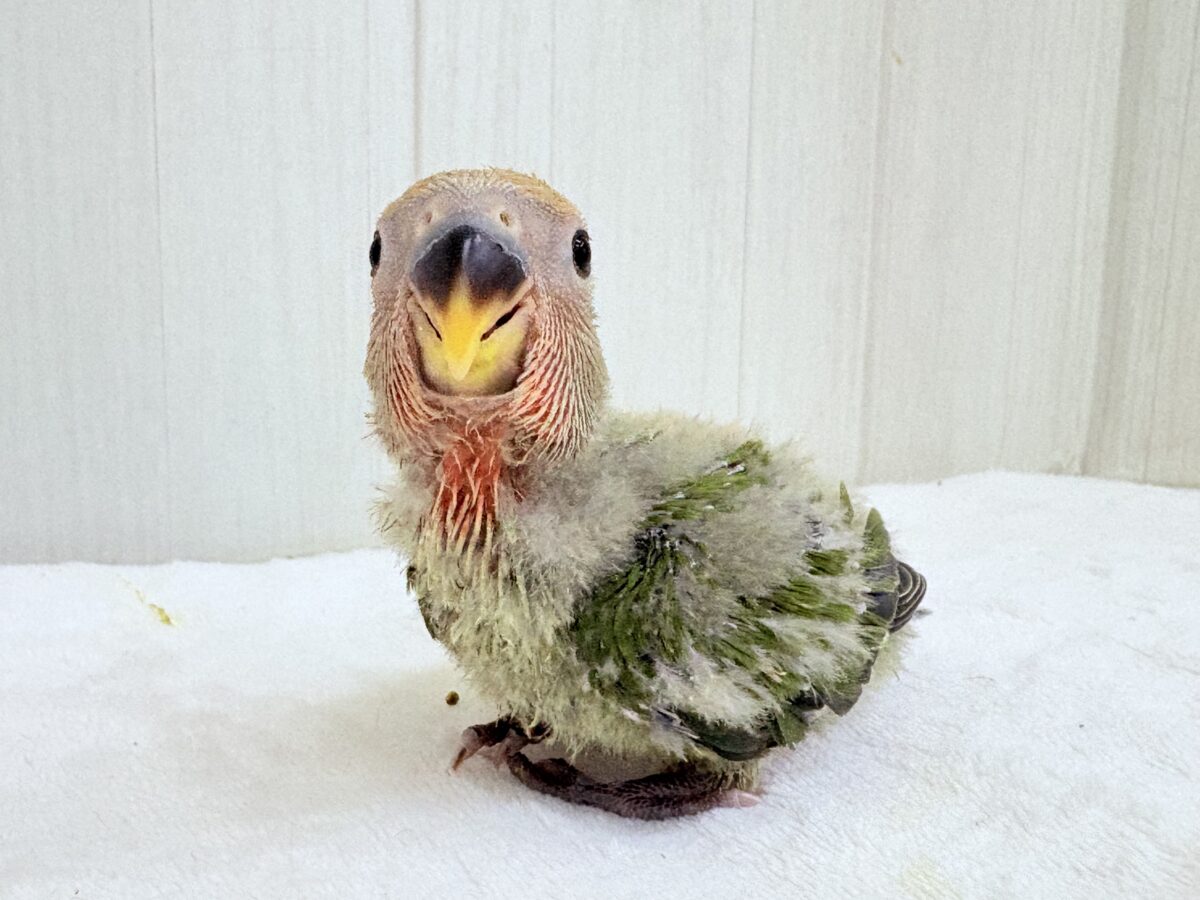 コザクラインコ（小桜インコ）