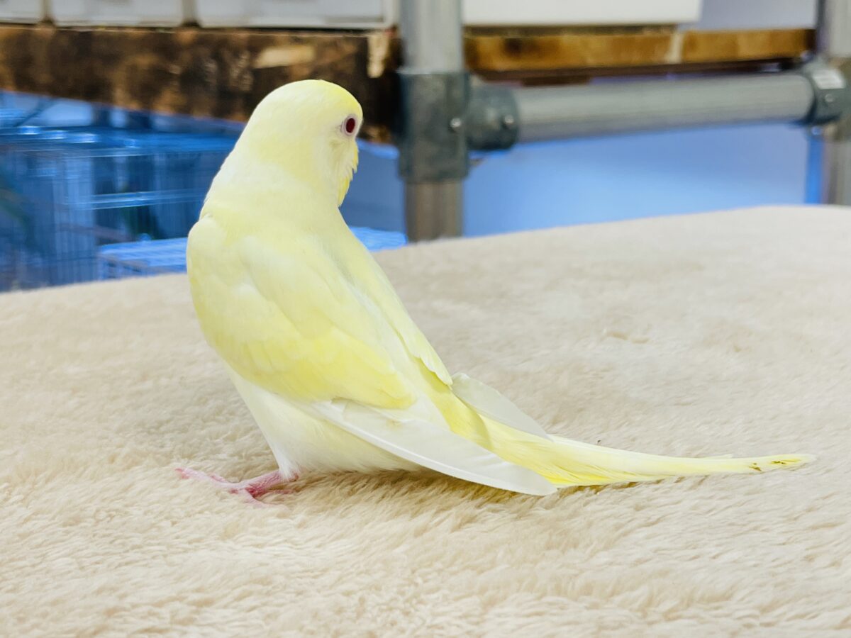 セキセイインコ