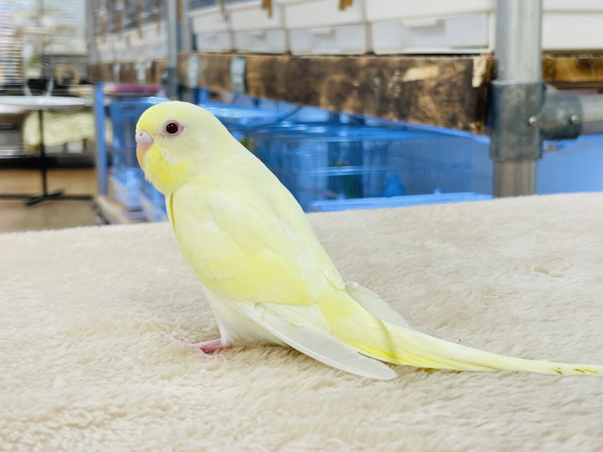 セキセイインコ