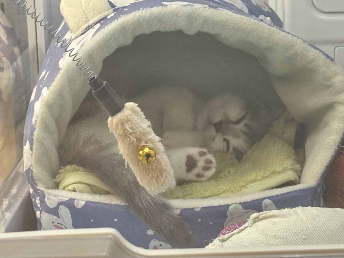 ほんとは…ね……超甘えたい!マンチカンくん! マンチカン