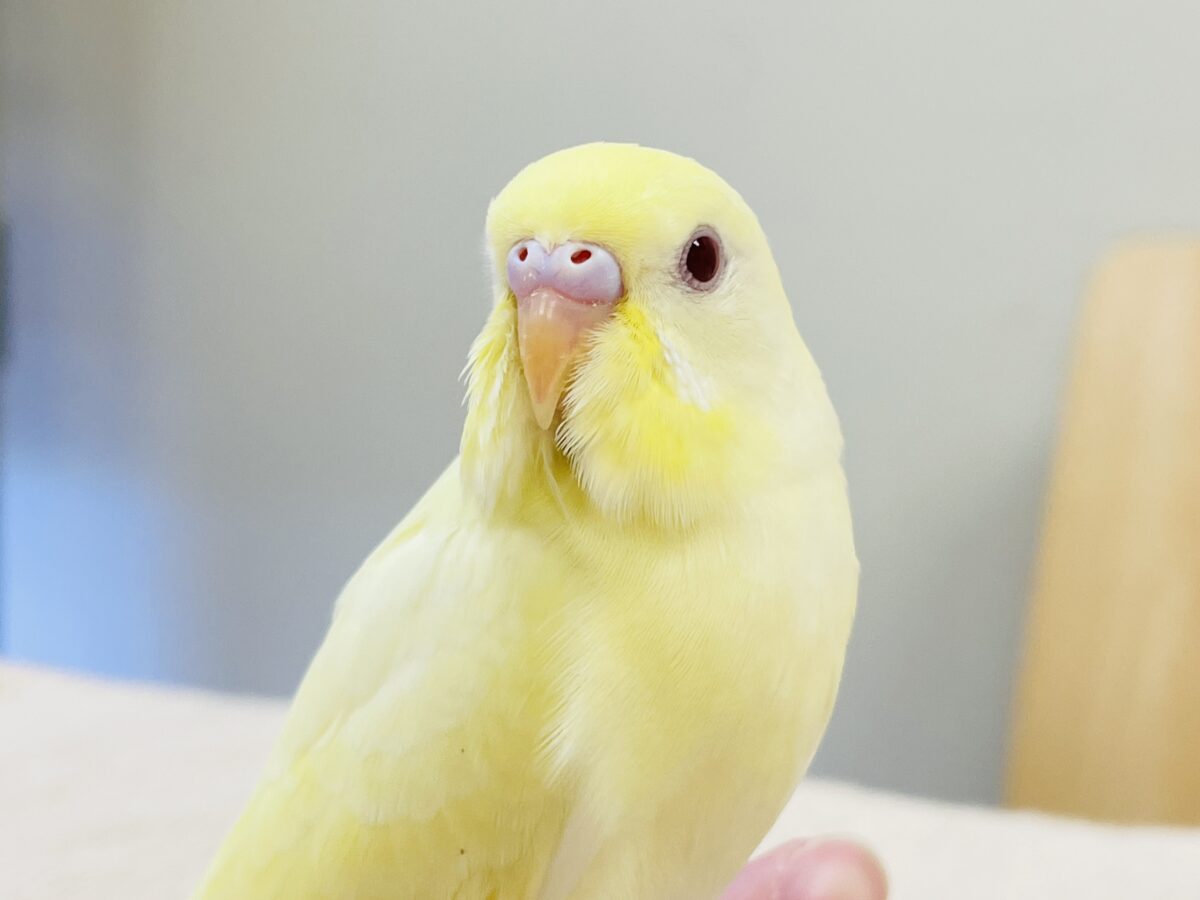 【最新画像】透き通る赤いおめめ❤️セキセイインコ（クリームルチノー）ヒナ