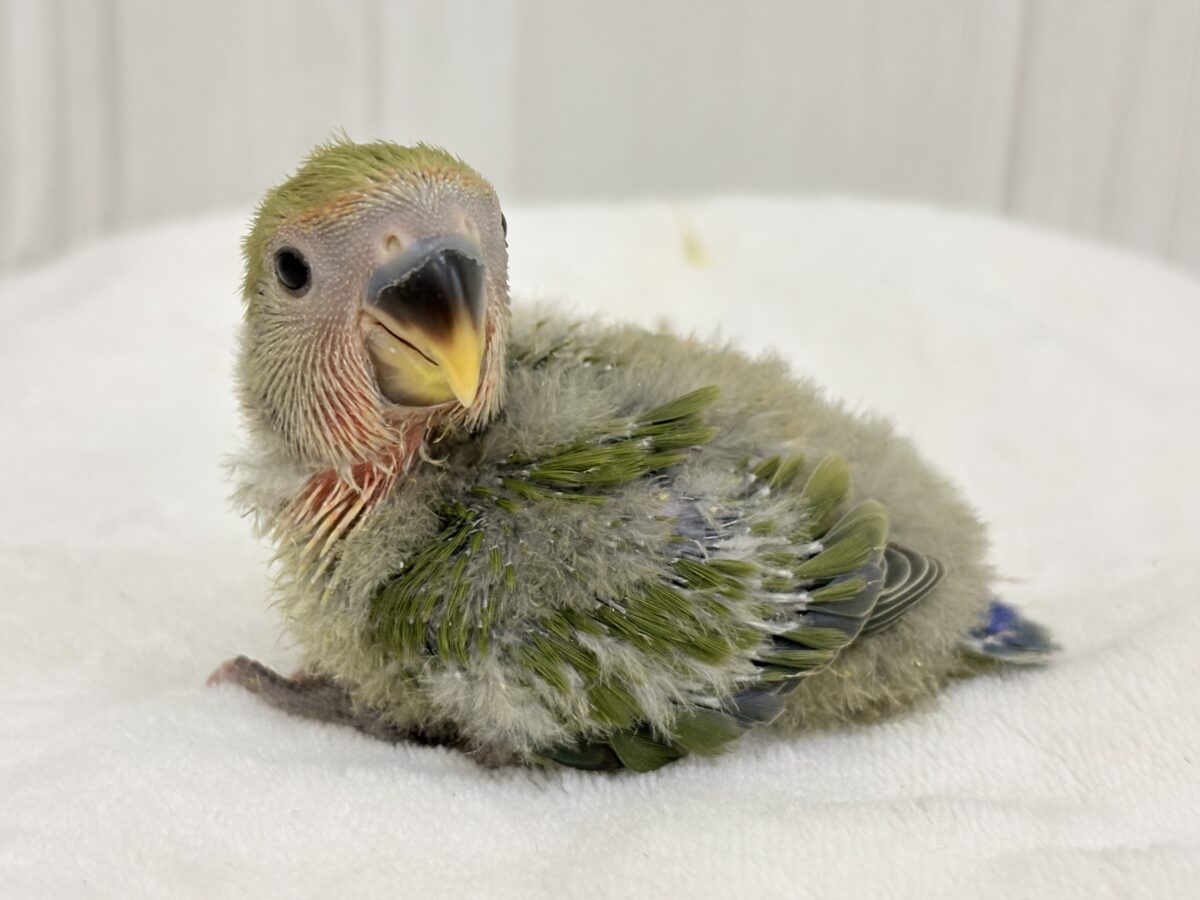 お抹茶で一息🍵よもぎ餅もいいよね💚小桜インコのノーマル☆