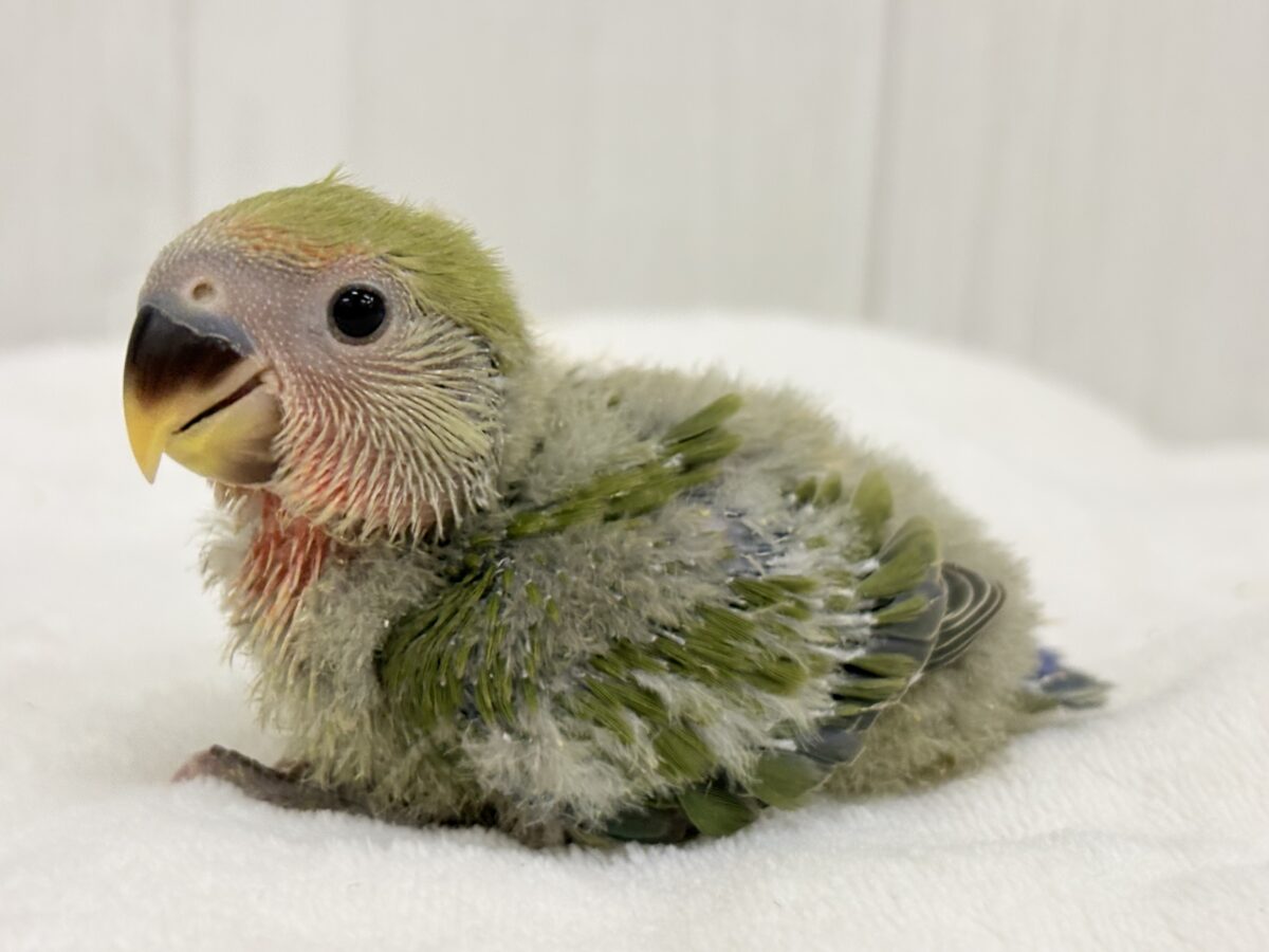 コザクラインコ（小桜インコ）