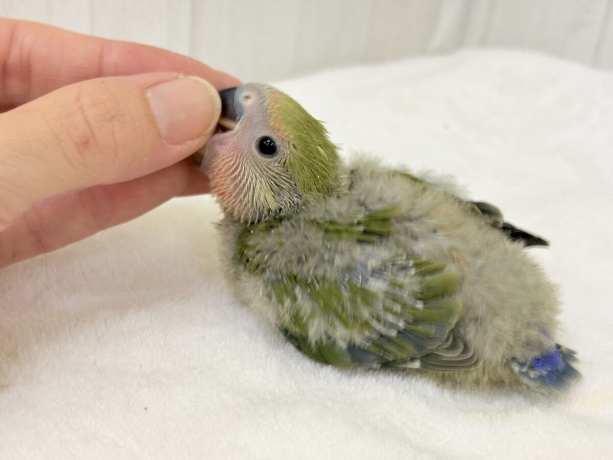 コザクラインコ（小桜インコ）