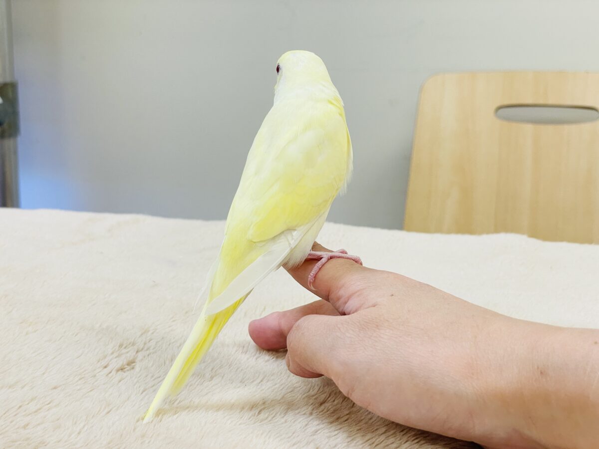 セキセイインコ