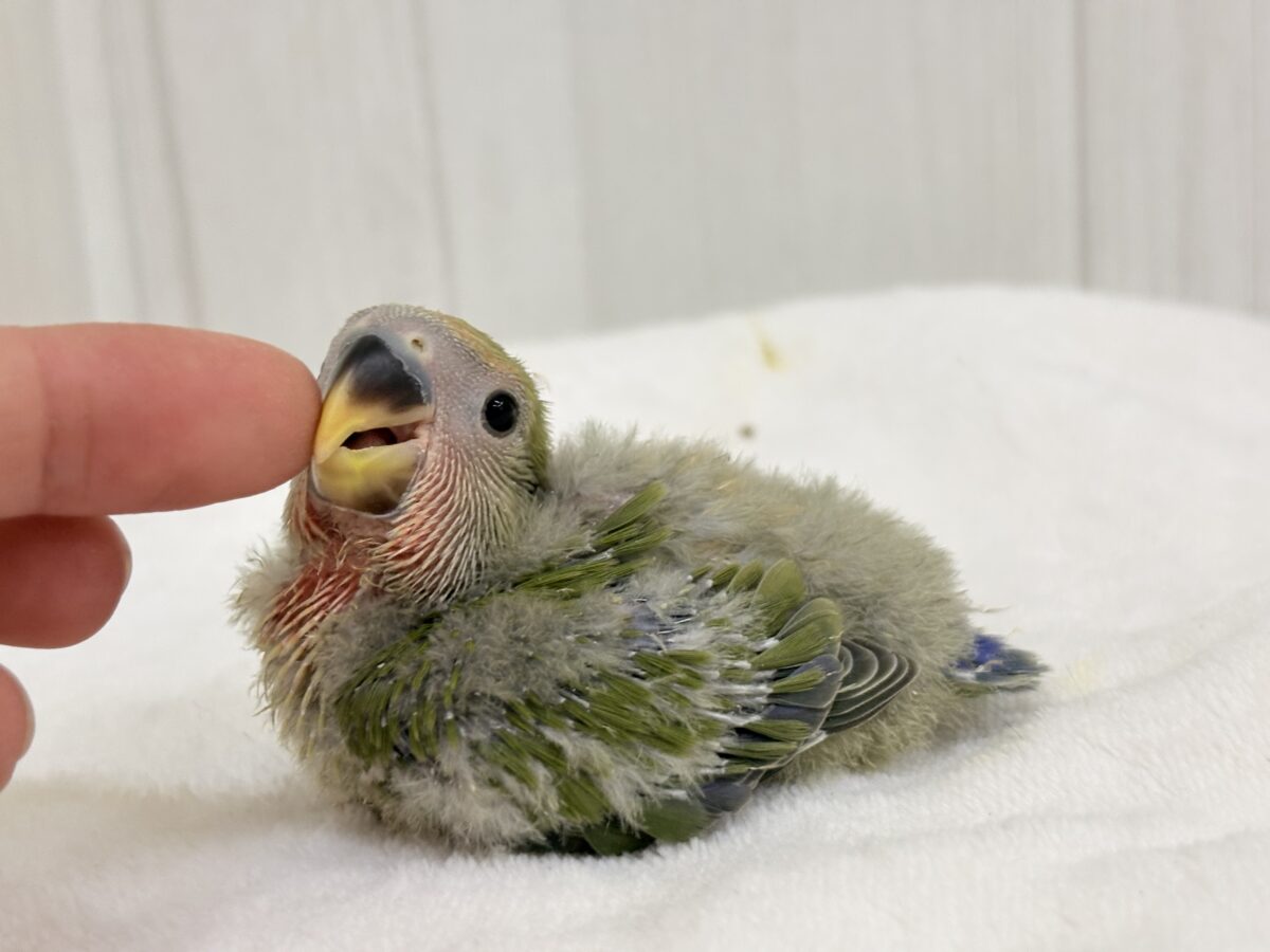 コザクラインコ（小桜インコ）