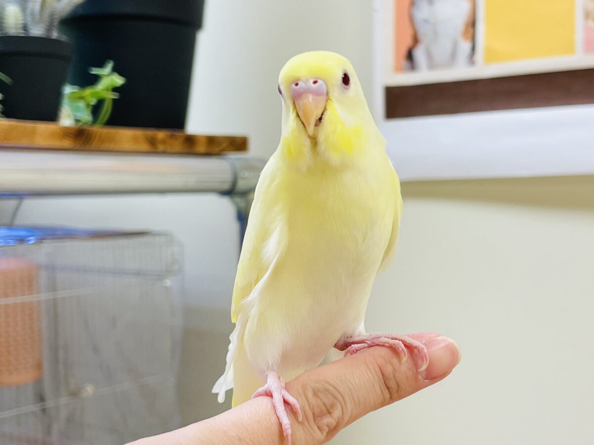 セキセイインコ