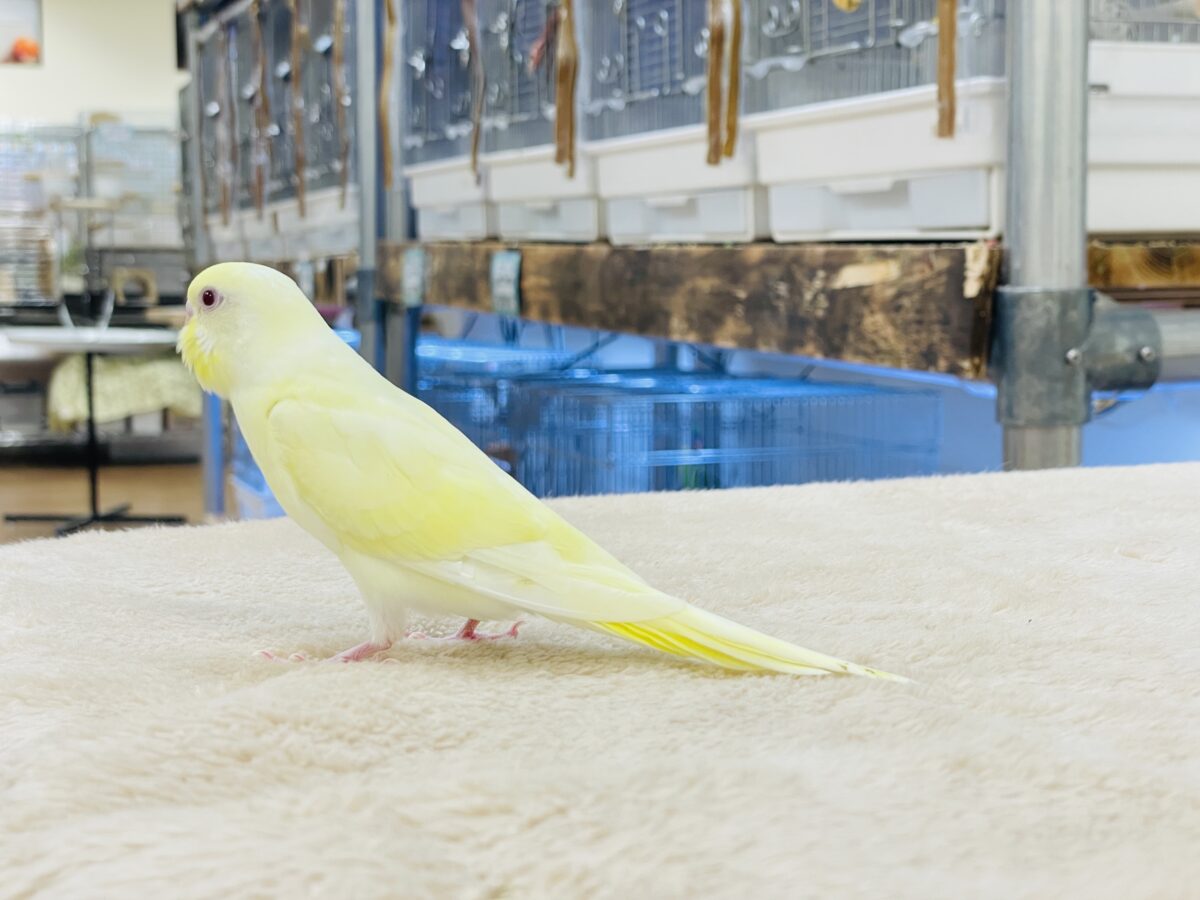セキセイインコ
