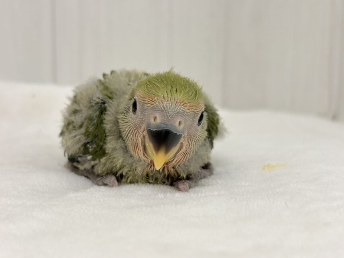 コザクラインコ（小桜インコ）