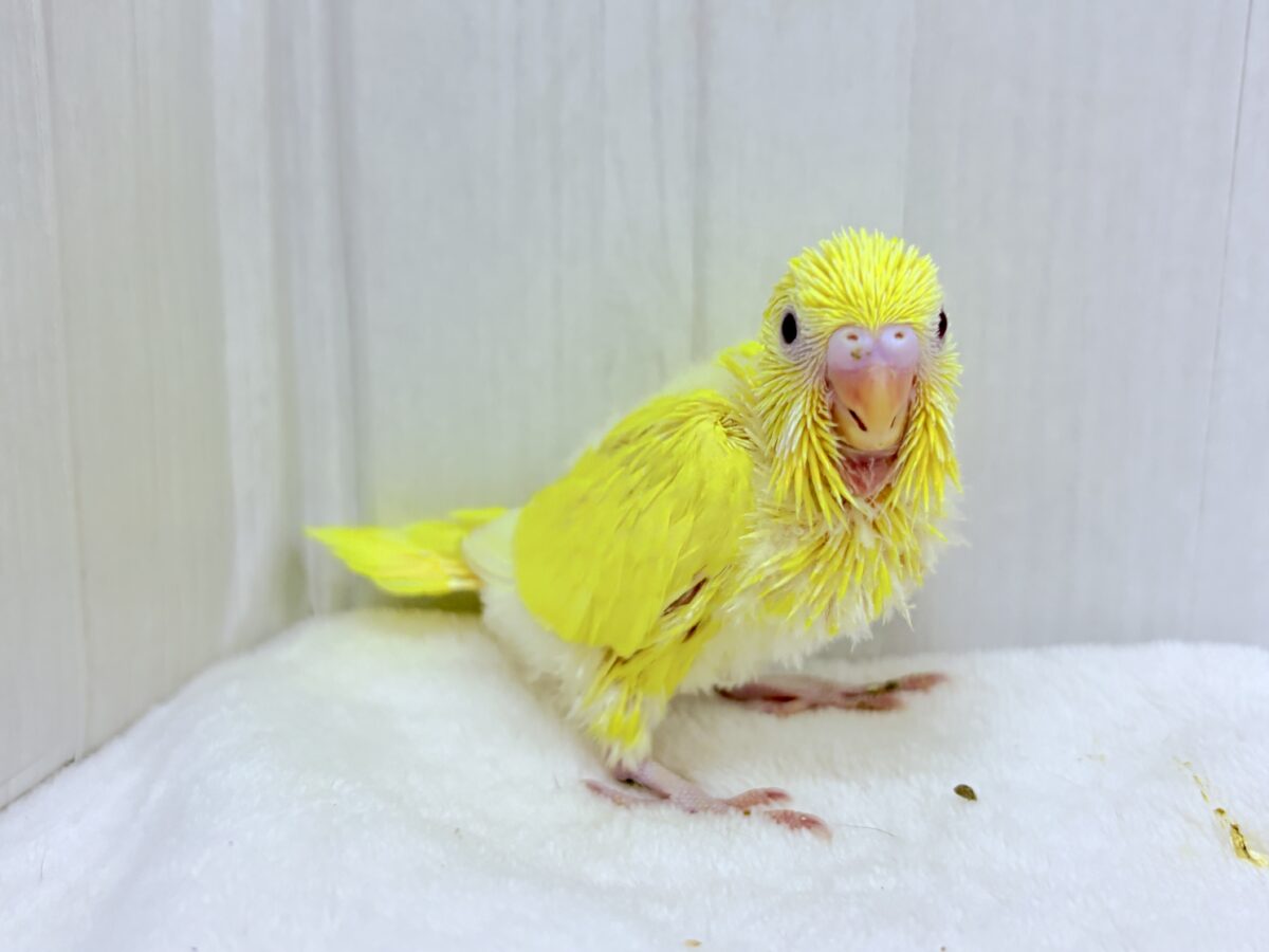 食いしん坊の慌てん坊💛元気100%‼️ルチノーカラーのセキセイインコ！