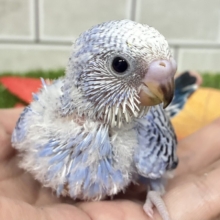 ベタベタにいいかんじ。サザナミインコ