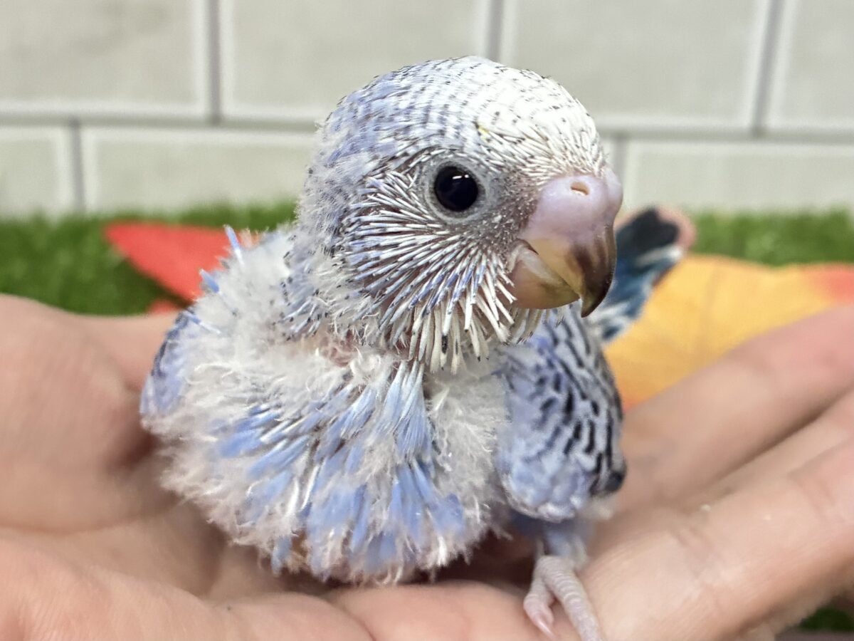 ふよふよそよ風🌀⟡.*マリンぶるぅ〜💙💭セキセイインコ(ブルーオパーリン/2026年9月生まれ)