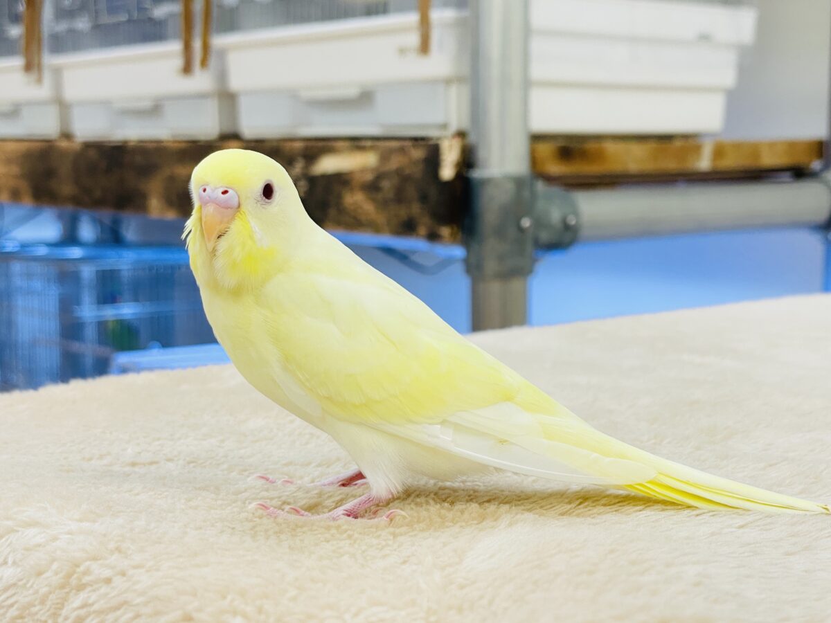 セキセイインコ