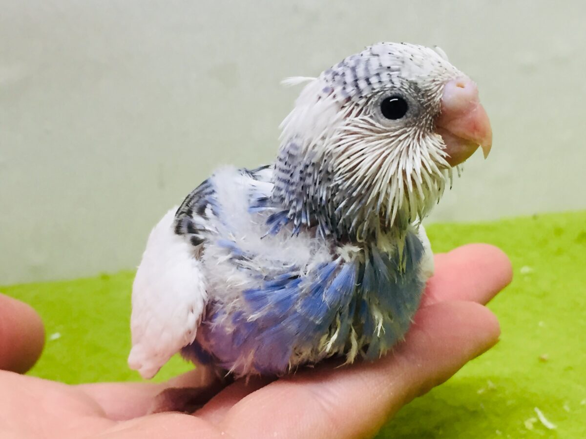とってもキュート💖💖💖　パイドカラーのセキセイちゃんがやってきました～💖　セキセイインコ