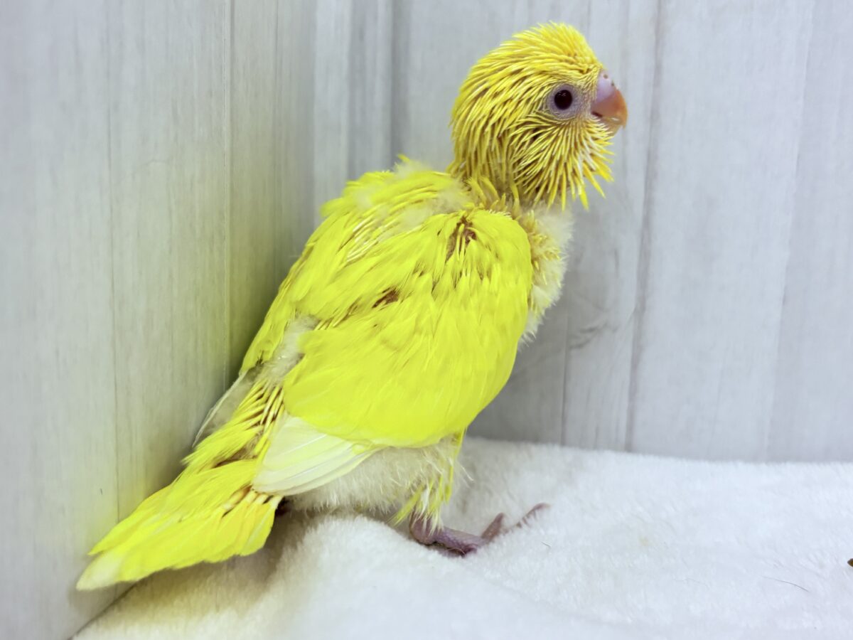 セキセイインコ