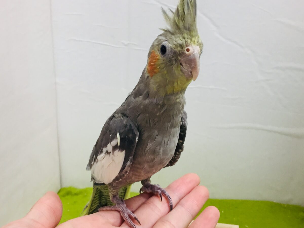 オカメインコ