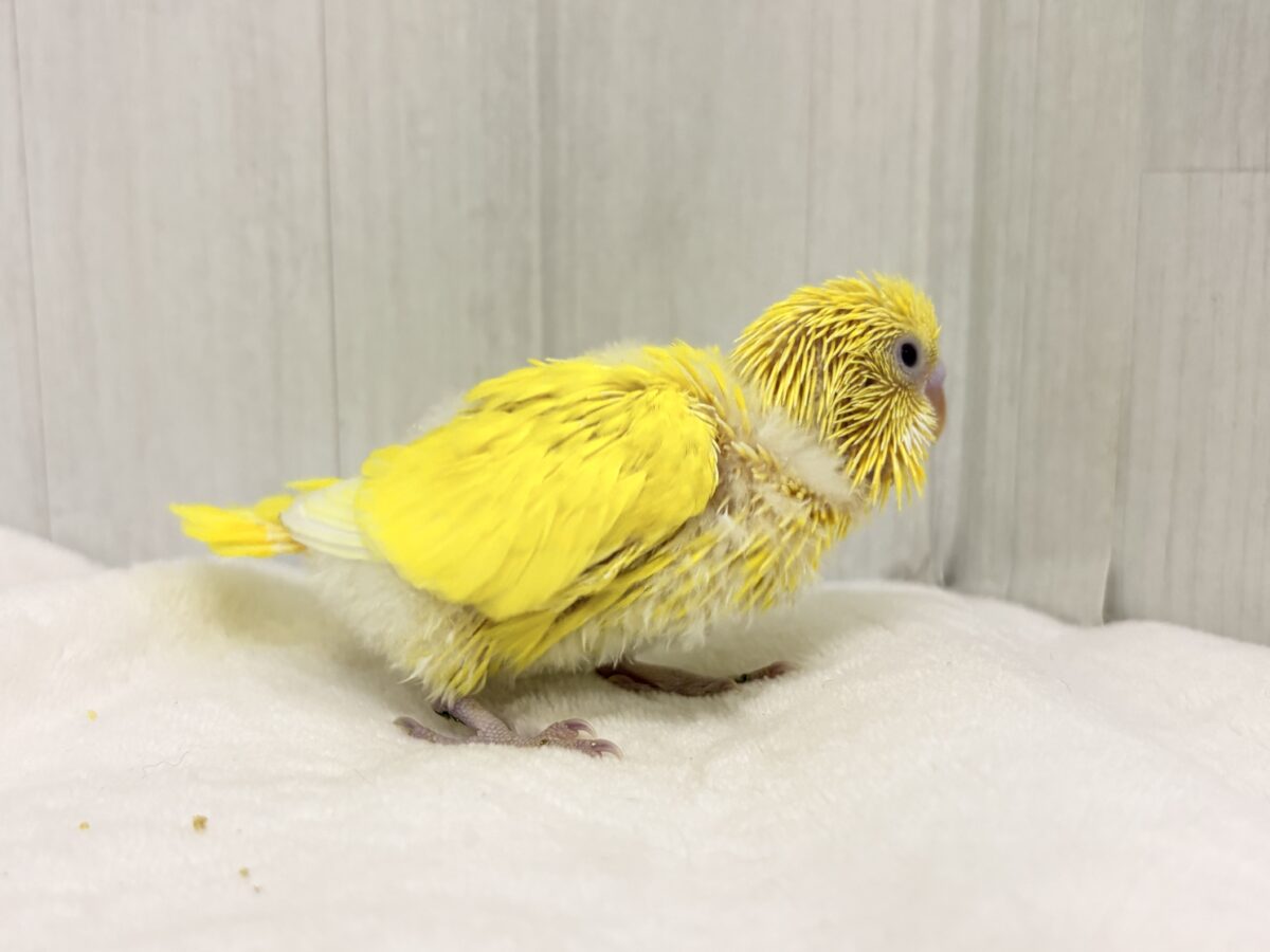 セキセイインコ