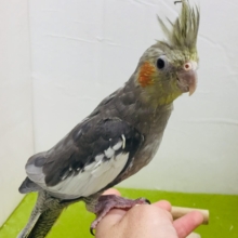 【🌟最新画像更新🌟】久々入舎！！ノーマルカラーのオカメインコさんがやってきましたよ～💛💛💛