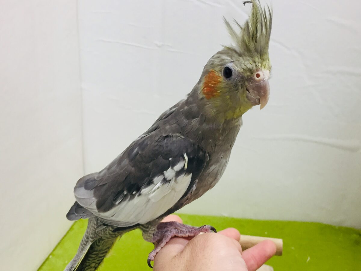 【🌟最新画像更新🌟】久々入舎！！ノーマルカラーのオカメインコさんがやってきましたよ～💛💛💛