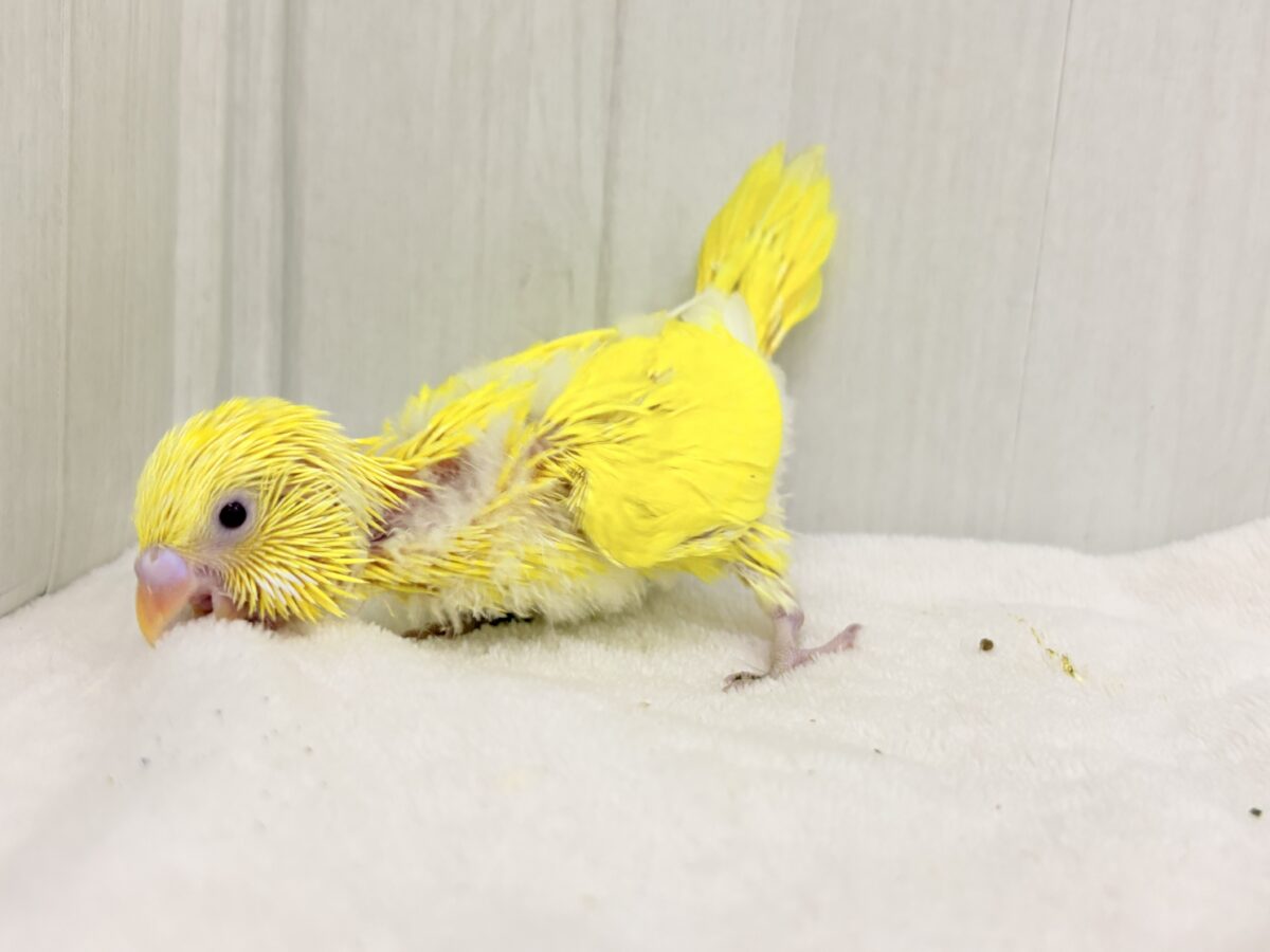 セキセイインコ