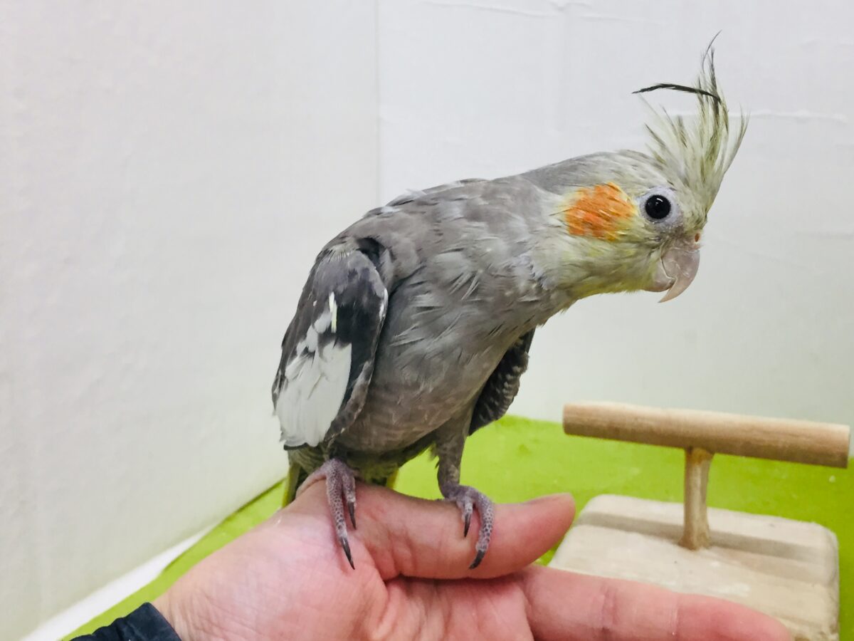 オカメインコ