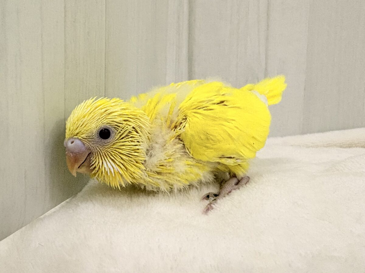 セキセイインコ