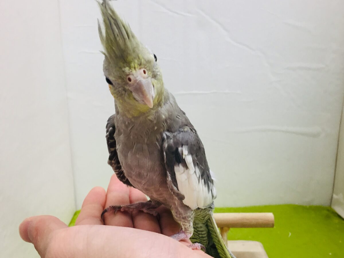 オカメインコ
