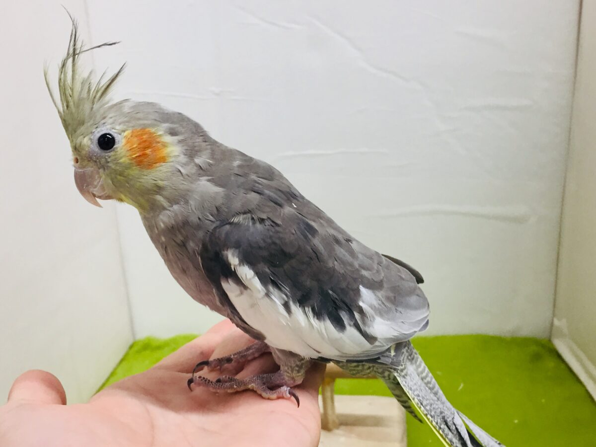 オカメインコ