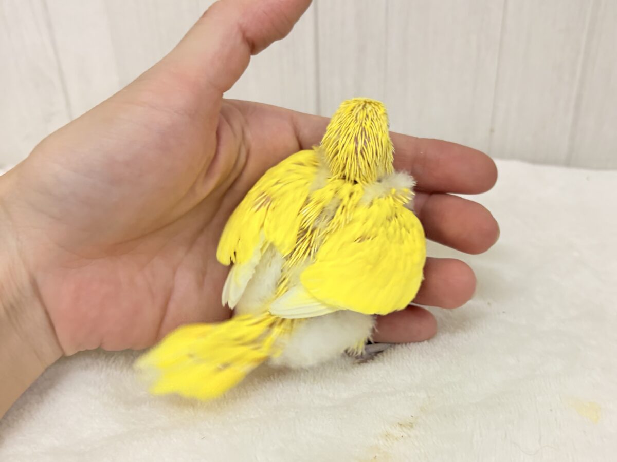 セキセイインコ