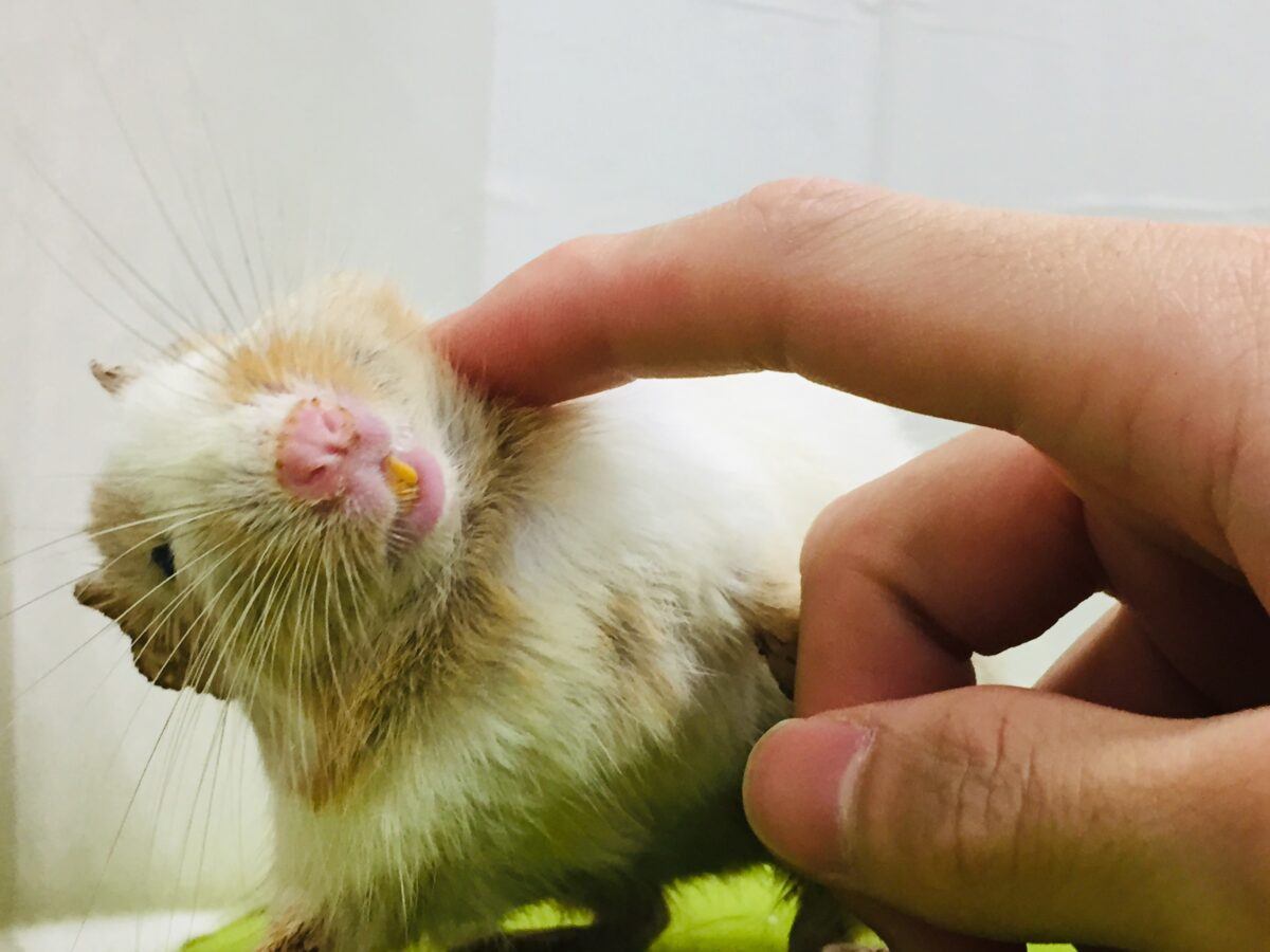 デグー