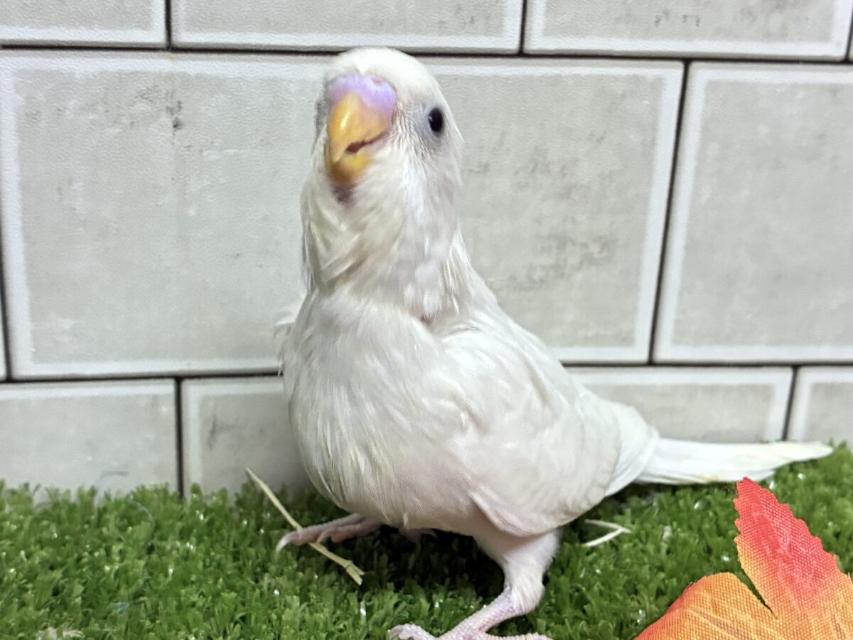 アタシとホクホク☺️🧤湯豆腐ﾁｬﾝ💭セキセイインコ(ダブルファクター/2026年9月生まれ)