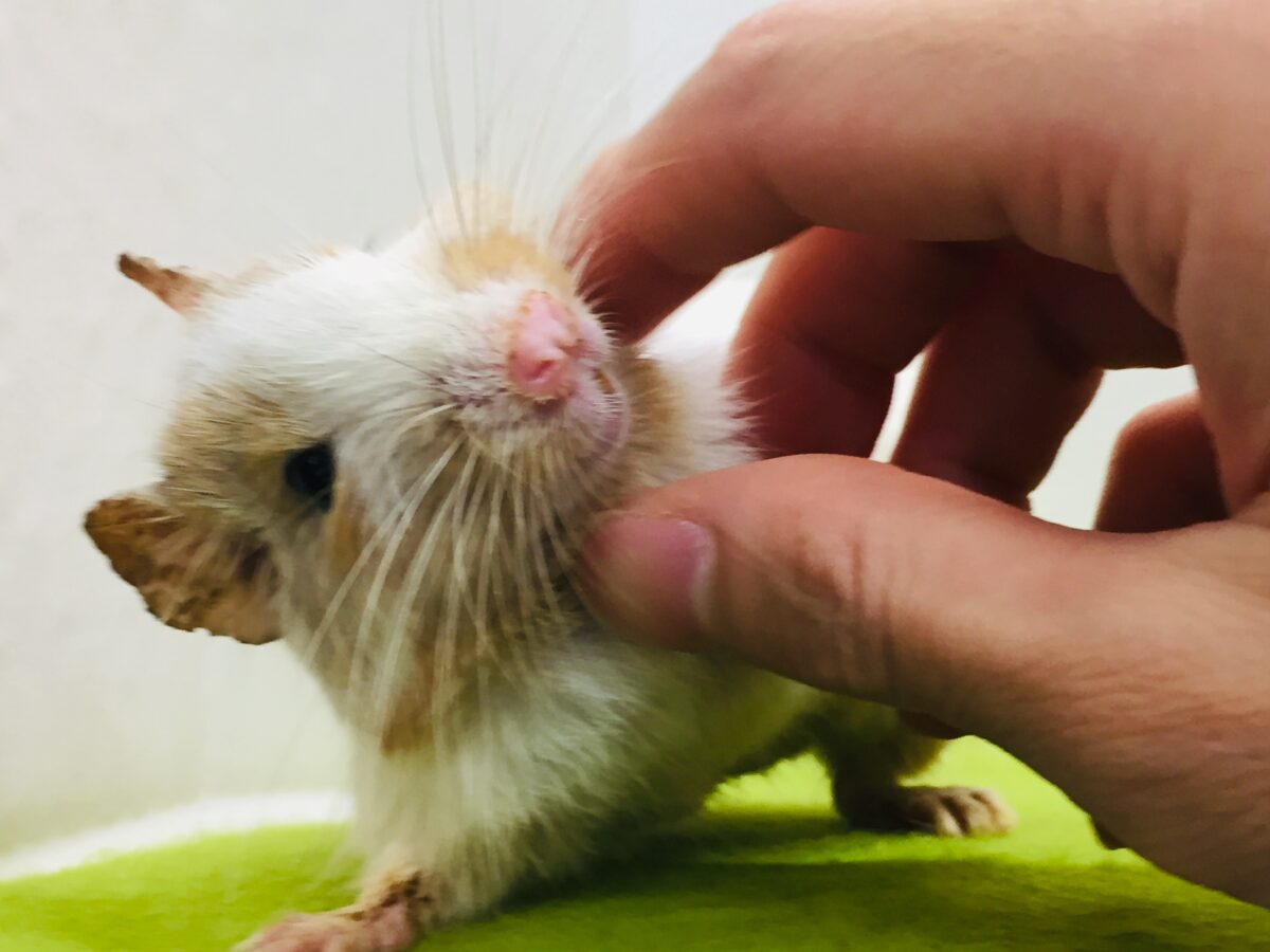 デグー