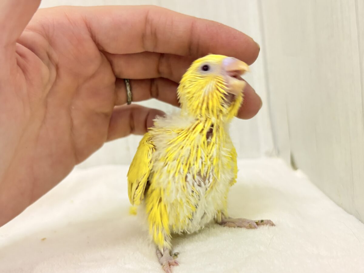 セキセイインコ